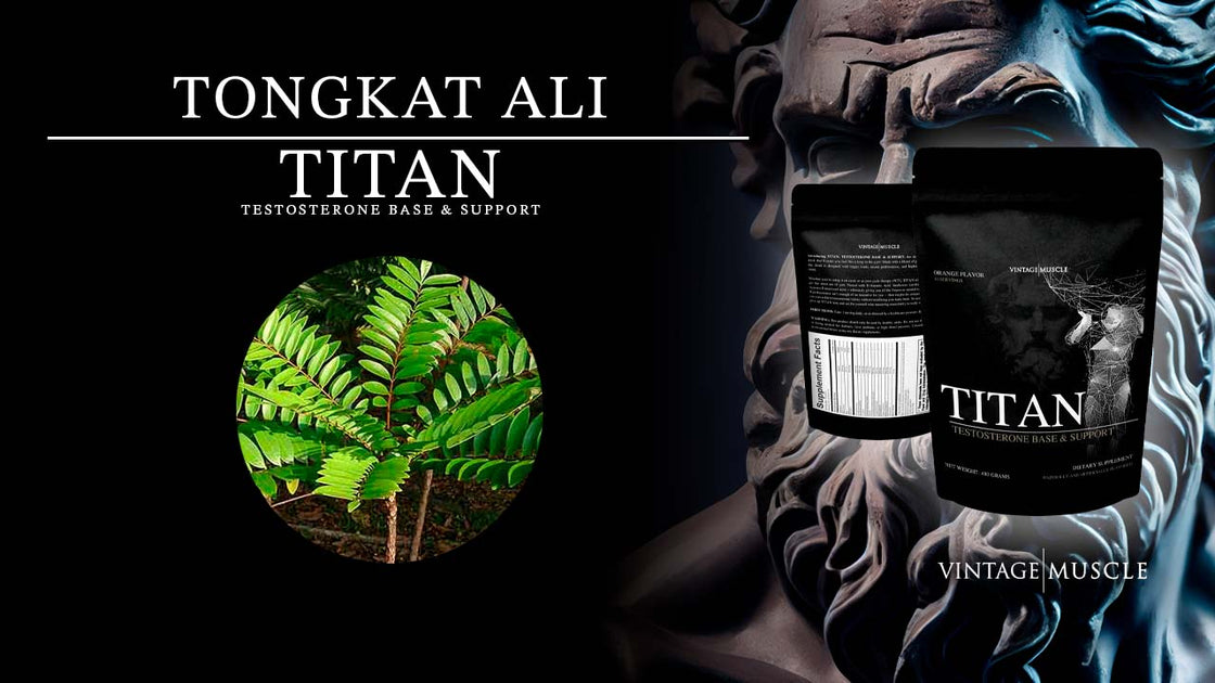Using Tongkat Ali for PostCycle Therapy Vintage Muscle