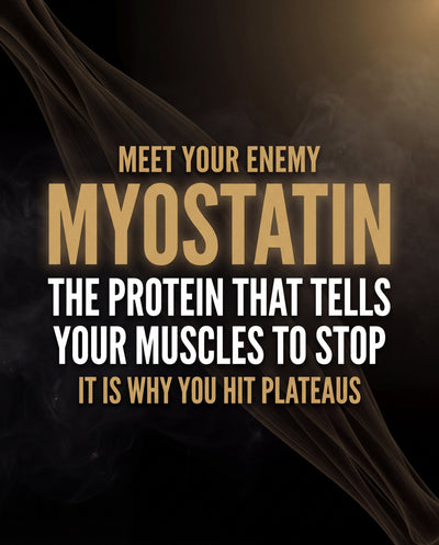 Myostatin Inhibitor Muscle Builder - MYO-11