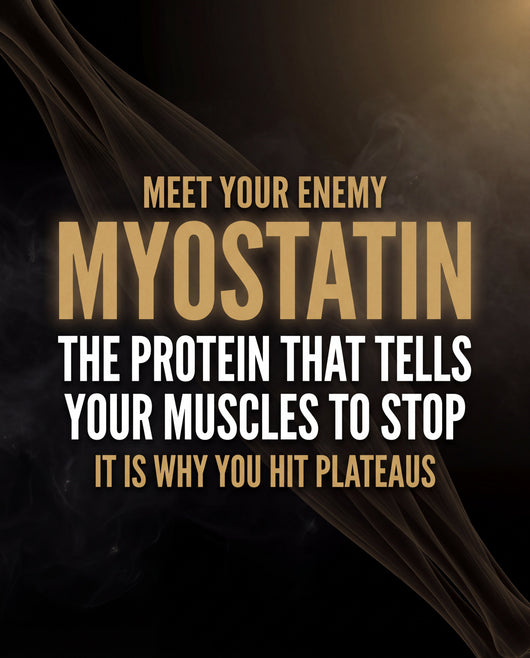 Myostatin Inhibitor Muscle Builder - MYO-11